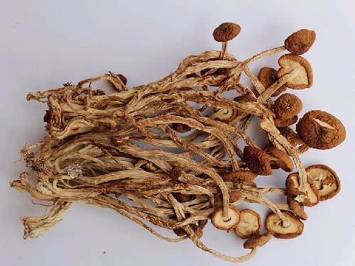 农产品雷竞技app下载官方版教你茶树菇的食用方法？